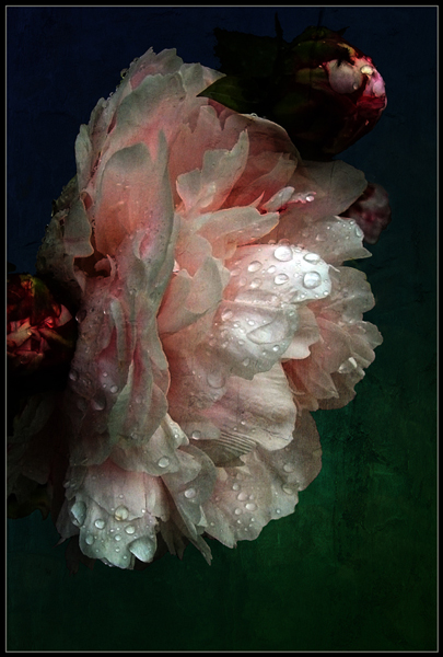 Peony