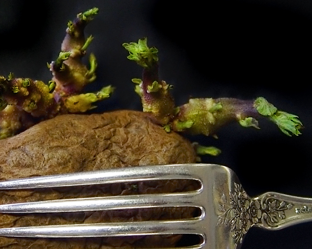 Fork, with Sprouted Potato