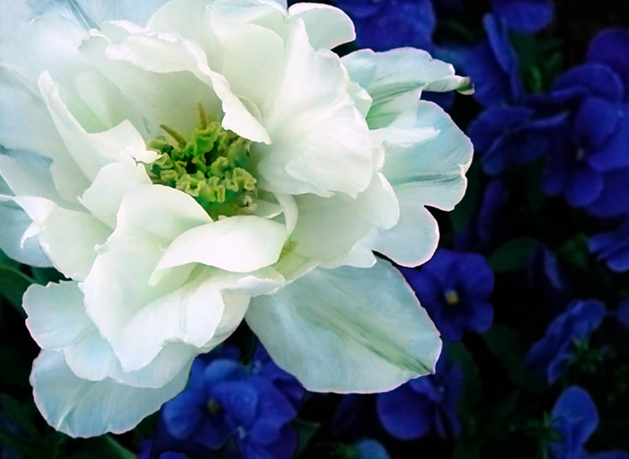 5262 Tulip Hybrid
