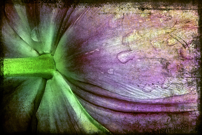 5652 Tulip