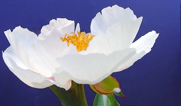 5883 Peony