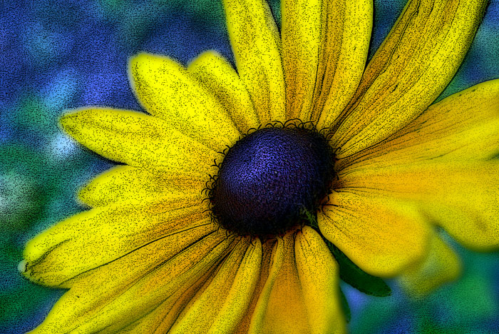 126 Black Eyed Susan