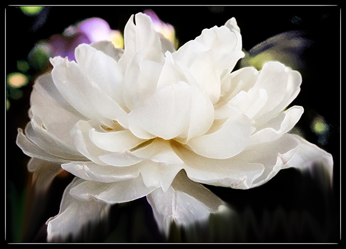 5861  Hybrid Tulip
