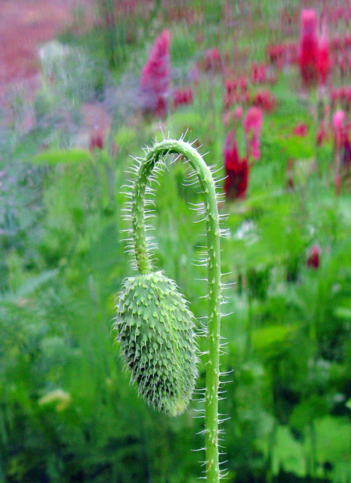 6161 Poppy Bud