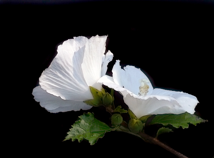 1080689 White Hibiscus