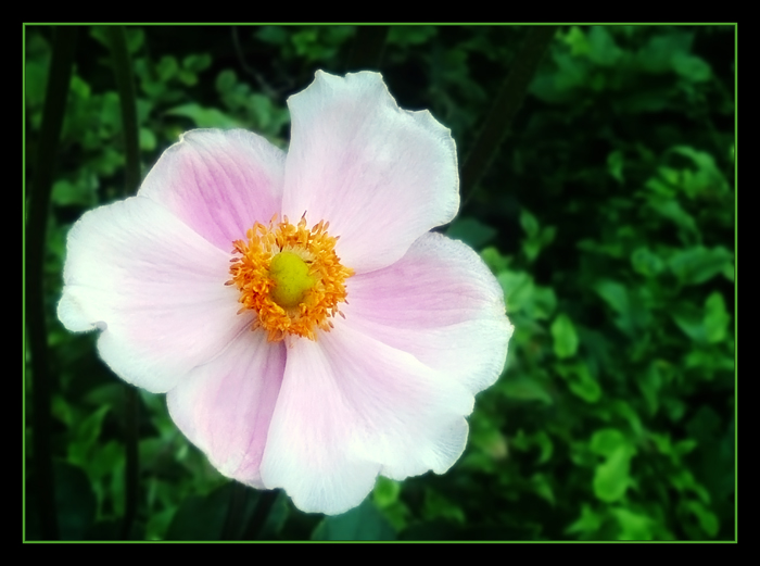 1080708  Anemone