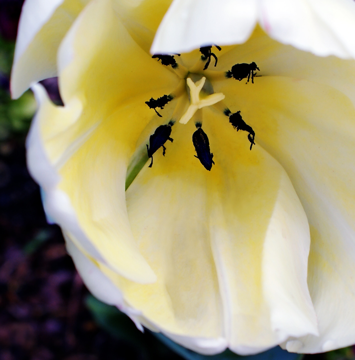 # 1176V2 A White Tulip