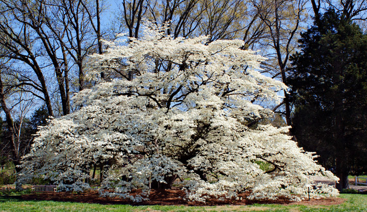 110-yr-old Dogwood Tree
