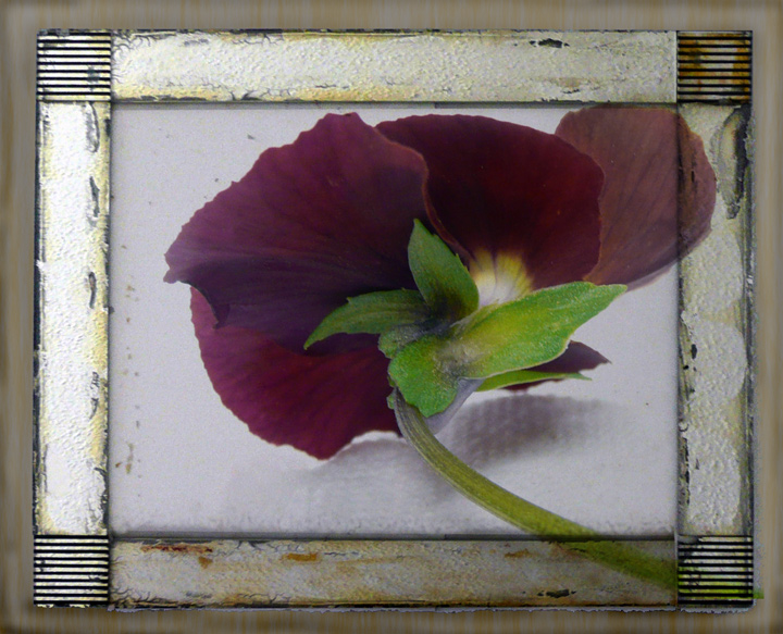 Viola