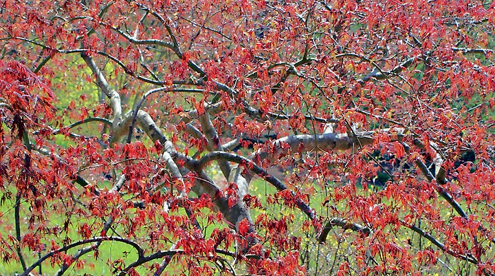 Red Maple