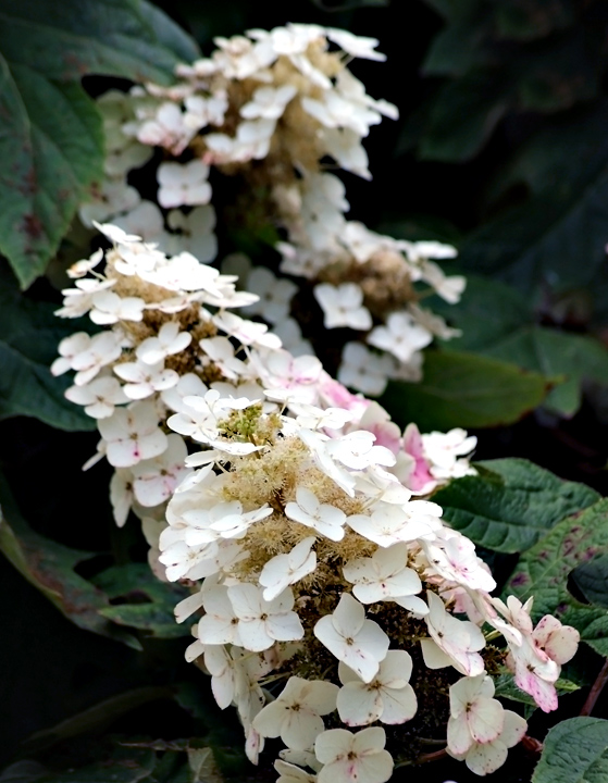 #3018 Hydrangea