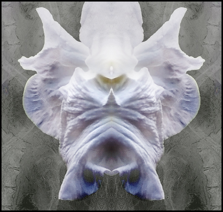 #3270 Iris Abstract