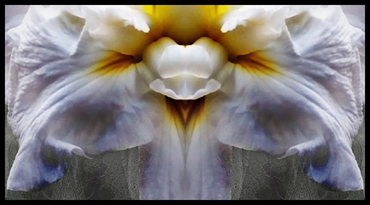 #3270 Iris Abstract