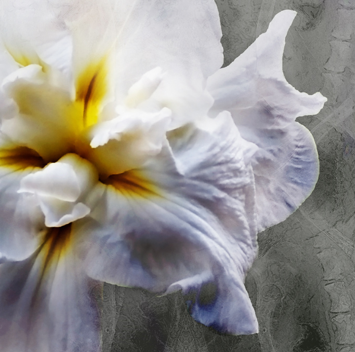 Deep In the Iris Patch #3