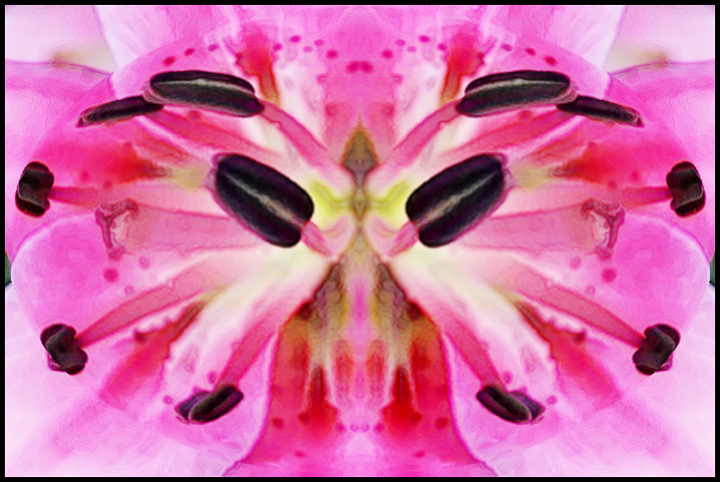 #3369 Pink Lily Abstract