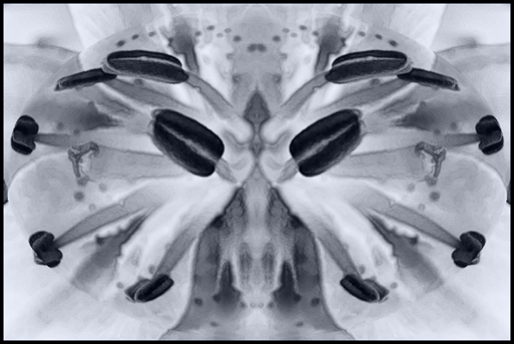 #3369 Pink Lily Abstract BW
