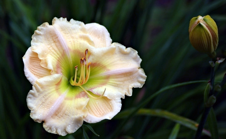 A Rainy Day Lily