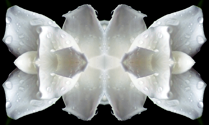 #3752 Gardenia Abstract #1