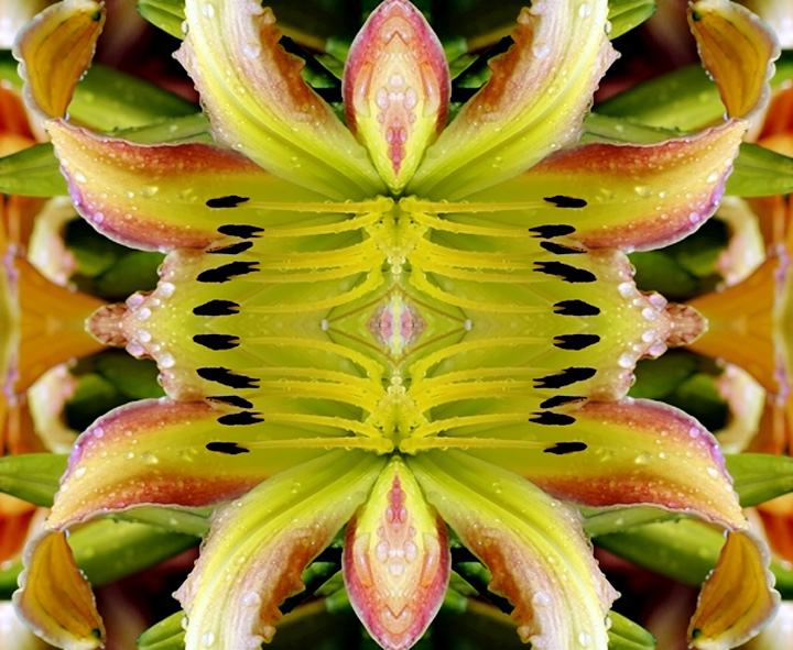 #3697 Spider Lily Abstract