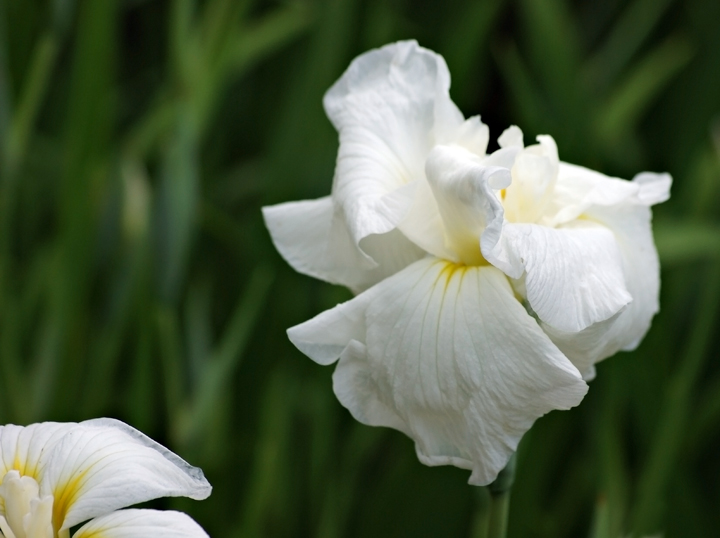 Deep in the Iris Patch #3