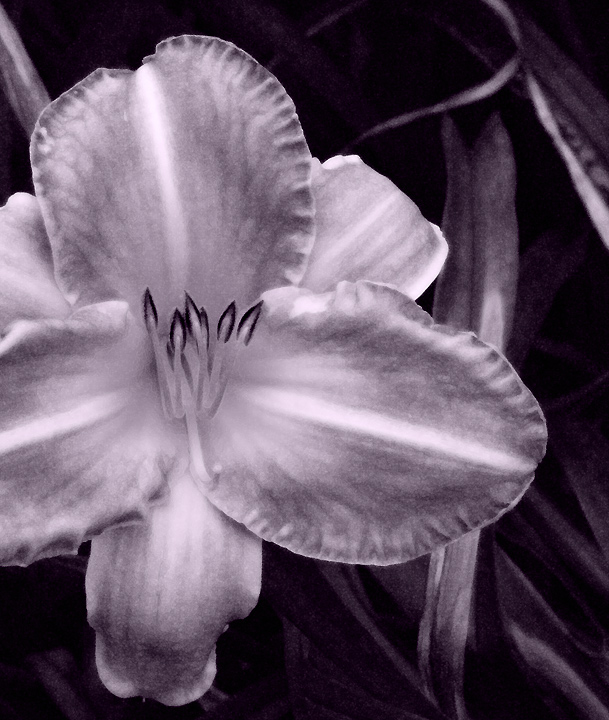 Lily