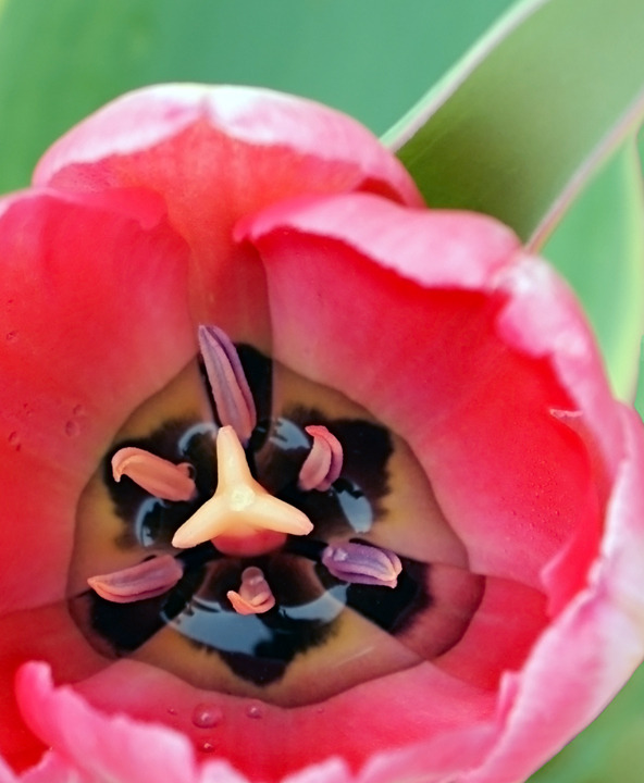 Ode to Joy, in the key of Pink