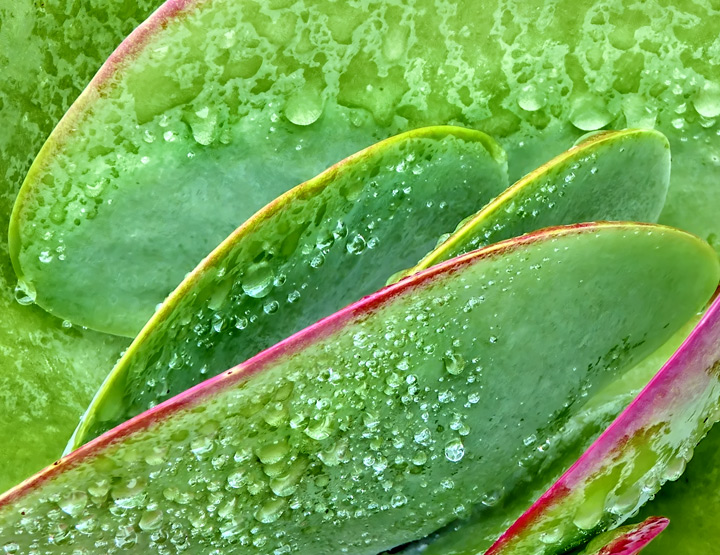 So Many Raindrops