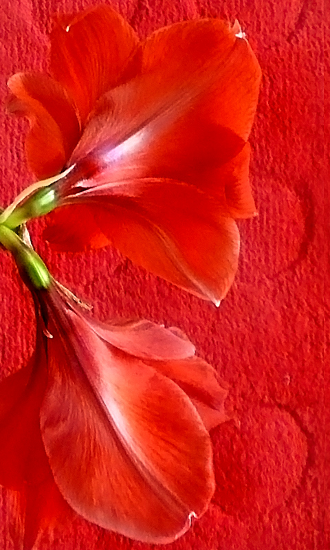 Red on Red