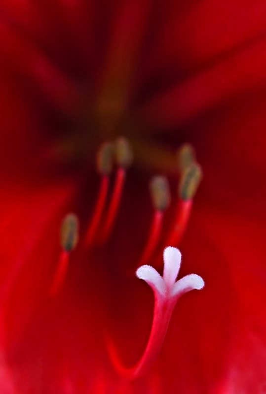 5702Amaryllis.jpg