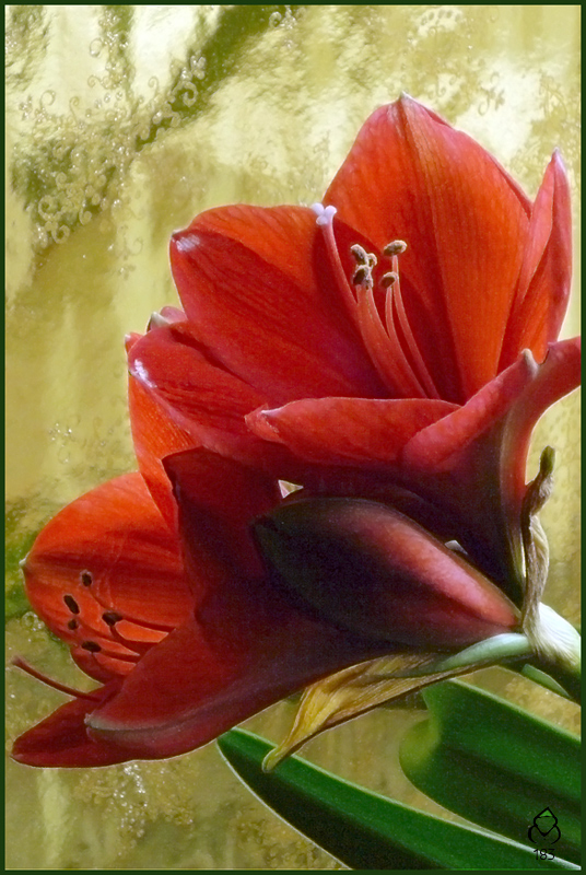 Christmas Amaryllis #1