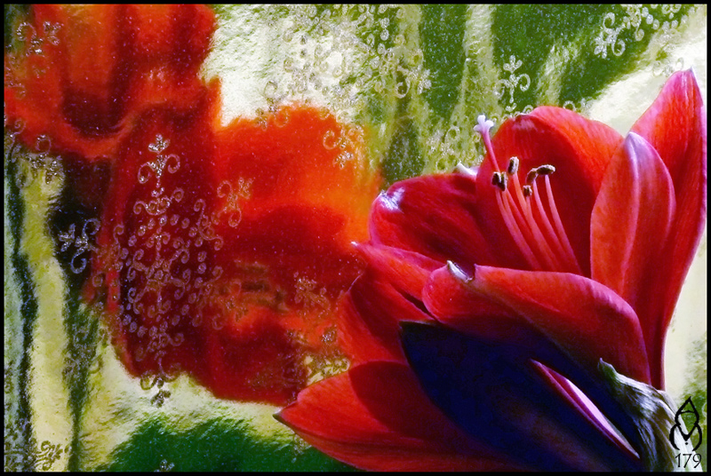 Christmas Amaryllis #2