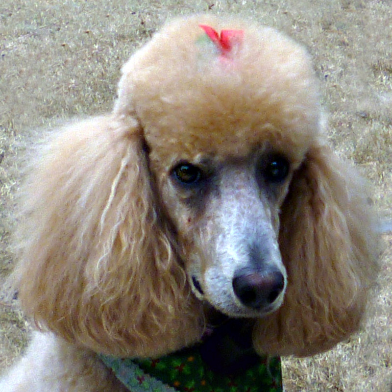 1010283 Sheba, the Pink Poodle