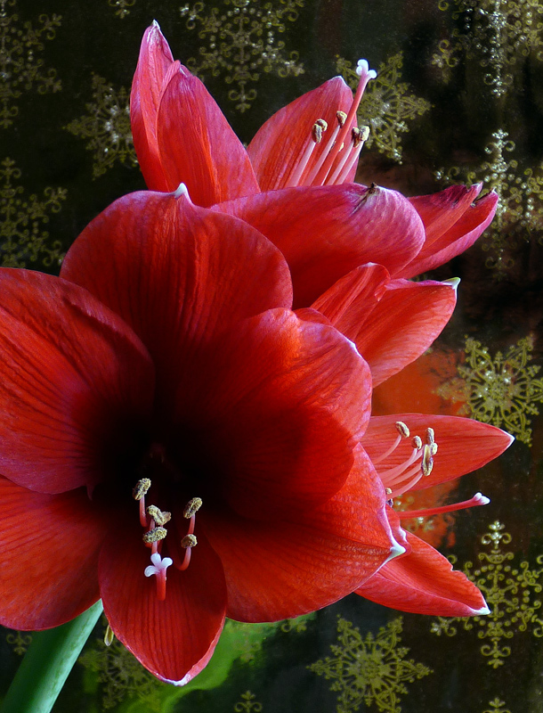 1010027 Amaryllis