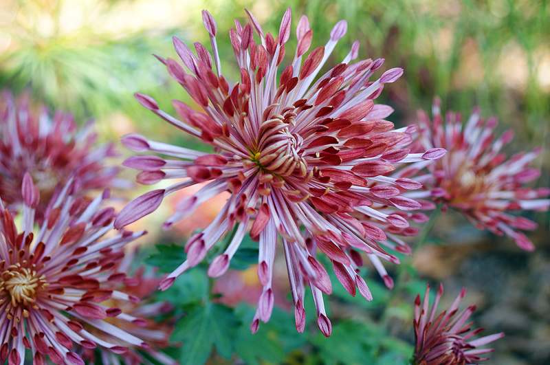 6843 Spider Mums, I think