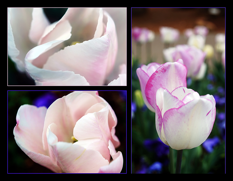 May 25 Tulip Trio