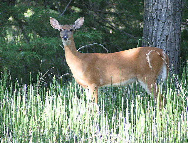 white-tail.jpg