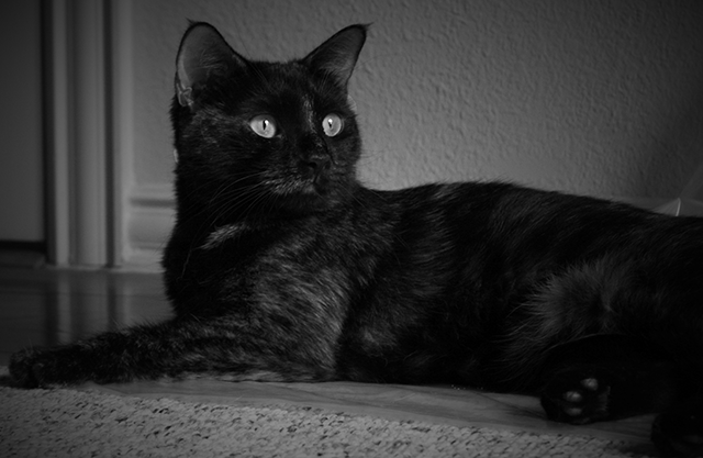 Another new kitty!