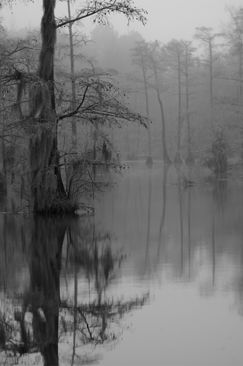 moody swamp