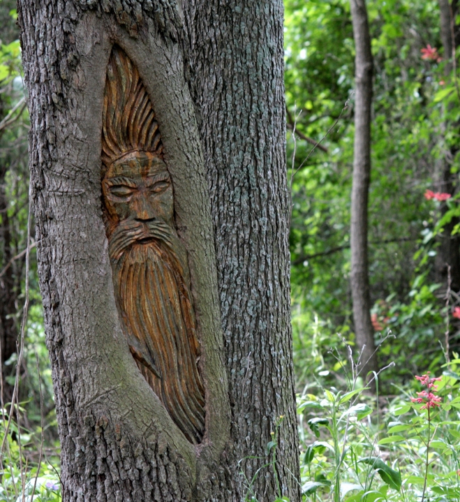 The Old Man and the...Tree