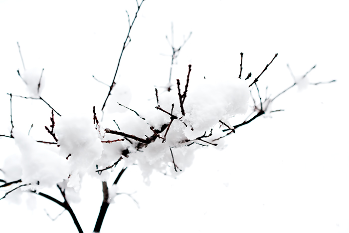 snow-IMG_7562w