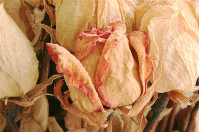 dried wedding roses.jpg