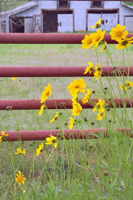 flower barn IMG_9420.jpg