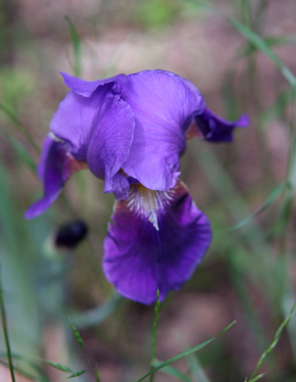 Iris-IMG_9332.jpg