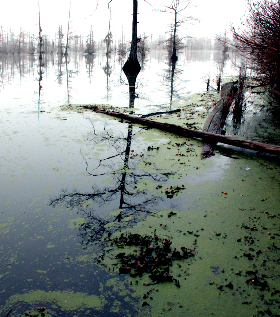 dpc-swamp.jpg