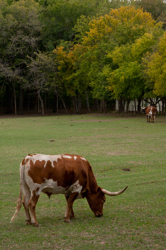 longhorn_1430