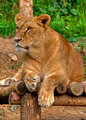 female-Lion-2.jpg