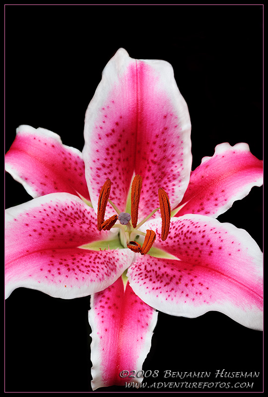 Stargazer Lilly