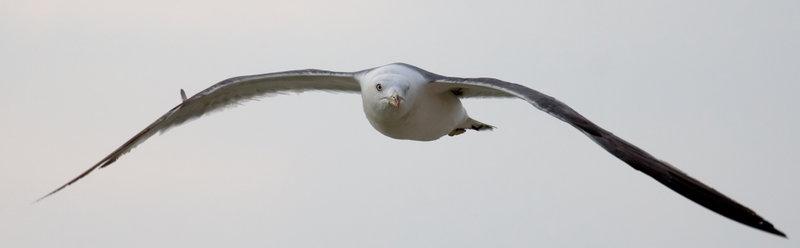 Sea Gull