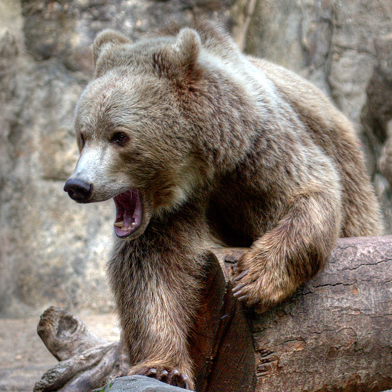 Ezo-Brown-Bear.jpg