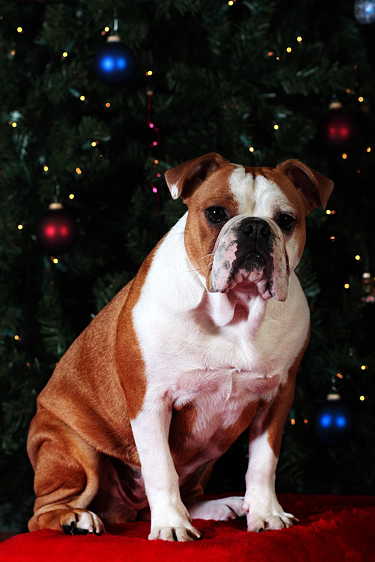 Roxy Christmas1.jpg